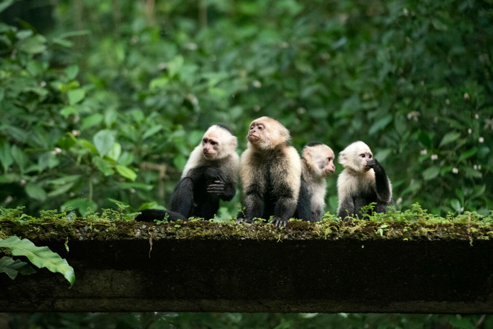 Iberoamérica constata su compromiso con la biodiversidad con el incremento de sus proyectos de cooperación triangular