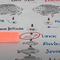 “Tila Shock”: un proyecto de innovación ciudadana para aumentar la producción de tilapia y avanzar en seguridad alimentaria en Iberoamérica