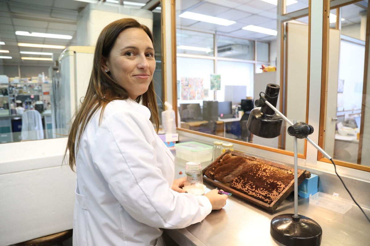 Una red iberoamericana de científicos sale al rescate de las abejas para salvar a las colmenas en América Latina